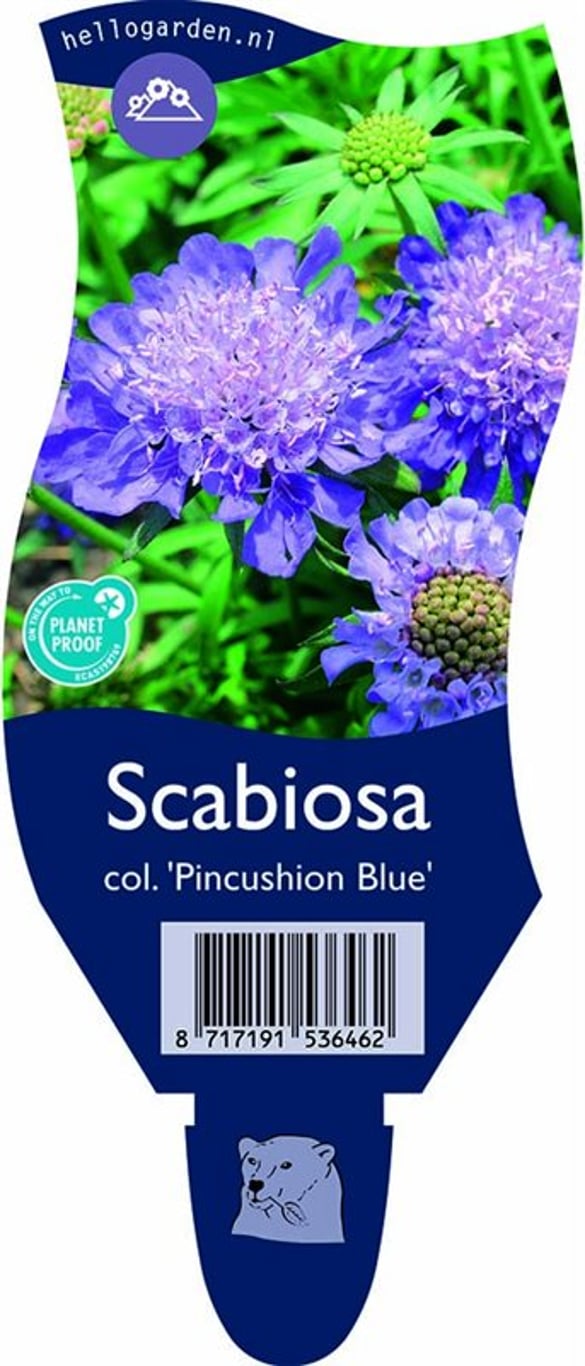 Scabiosa col. 'Pincushion Blue' - P11